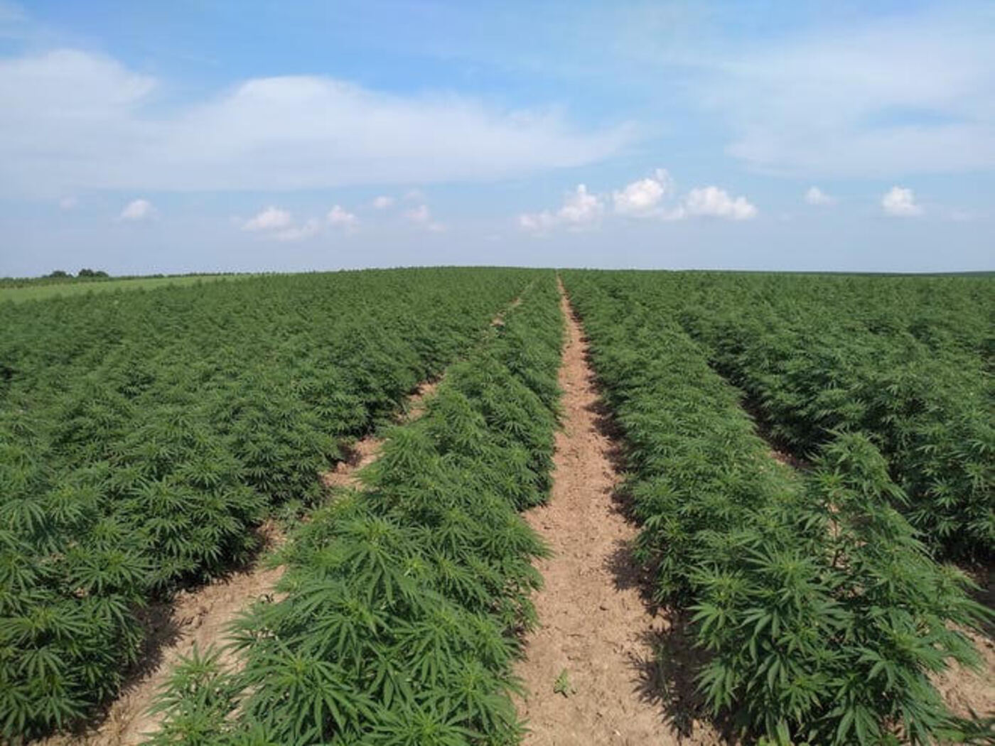 Hemp field
